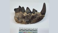 Paleontólogos rusos identifican hiena prehistórica de 10 millones de años en el Cáucaso