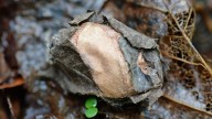 Leave the leaves! Those piles make great homes for butterflies, moths