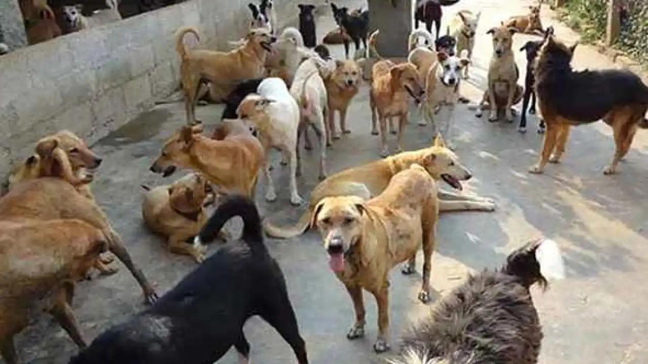 Stray Dogs: SC Slams States & UTs for Not Filing Affidavits