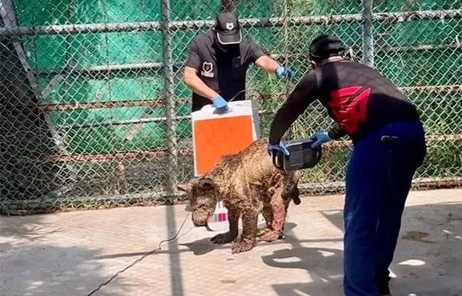 Gobierno de NL acusa a Profepa de politización tras clausura del zoológico La Pastora