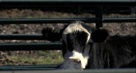 Kansas farmers, ag groups worried about Trump's plan to import beef