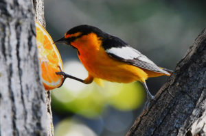 Bill Schiess photos capture his wild life