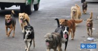 Nuevo caso de maltrato en Hualpén: perros desnutridos se comieron a otro al interior de vivienda