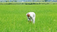 ‘Under-weighing 2 to 3 kg less per quintal’: Punjab farmers complain manipulation of paddy produce