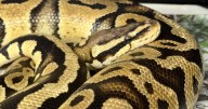 An animal-style problem at SoCal In-N-Out's grand opening: A big snake