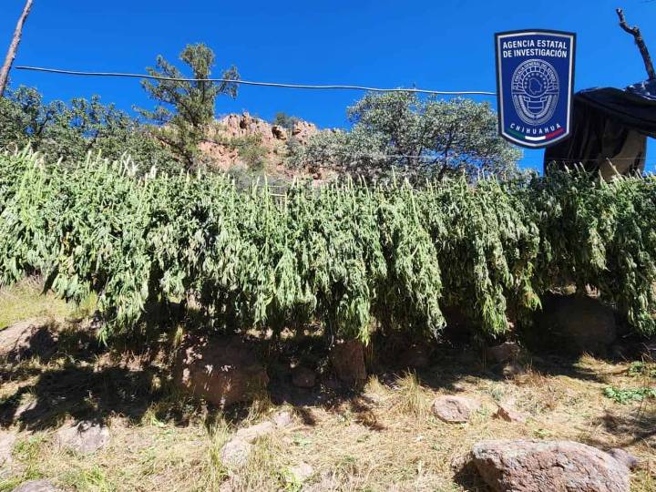 Aseguran 7 plantíos de marihuana y campamentos al norte de la capital