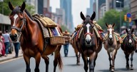 Sometimiento y exceso de poder, otras formas de maltrato animal en Nuevo León