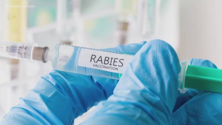 VDH warns of rabies risk after cat tests positive in Norfolk