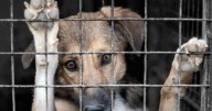 Finca La Lonja: piden juicio para una mujer que llevó a su perrita al descampado y la ahorcó con un cable