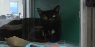Onslow Co. Animal Services offering reduced adoption fees
