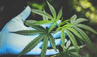 Man held for cannabis cultivation in Asifabad; Rs 38 lakh worth of plants seized