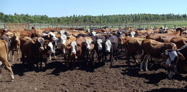 Una de las mayores amenazas para el rodeo expande su presencia: cómo afrontarla
