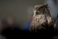 Try This: BirdFest & Bluegrass, Pumpkin Pageant, Vintage and Antique Flea Market