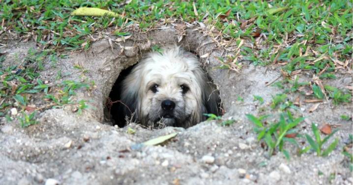 Qué significa que tu perro haga pozos en el jardín, según expertos en comportamiento canino