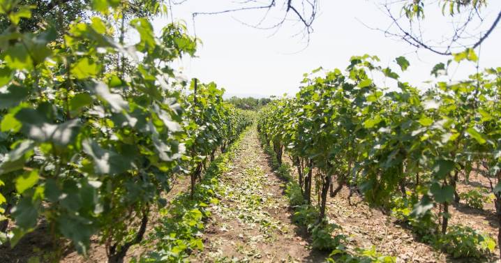 Denuncian a Freixenet en Querétaro por abusos laborales