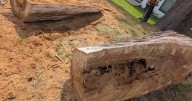 Family fears tree will crash into their bedrooms