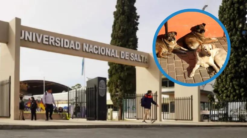 Proteccionistas denuncian que querían “desaparecer” a los perros de la UNSa