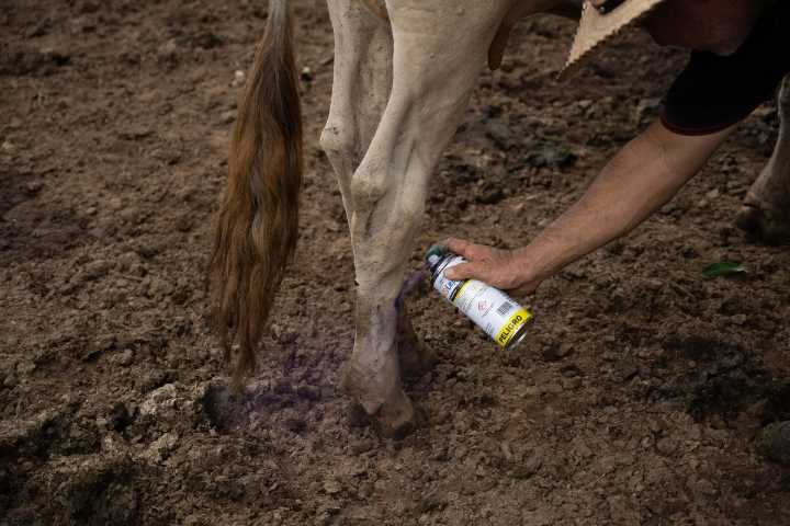 Aumentan a 658 los casos de gusano barrenador en Yucatán