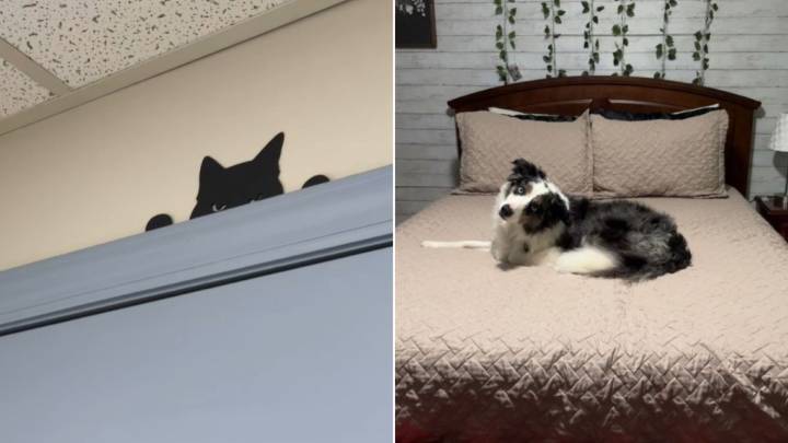 Dog In North Carolina Freezes At The Vet Clinic And What He Sees Stuns His Owner