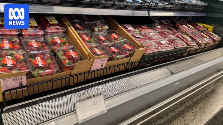 Strawberry supplies expected to return to normal after weather extremes