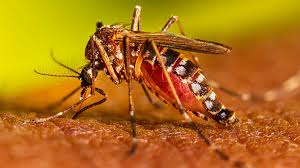 Dengue sigue siendo la enfermedad con mayor casos notificados en Casanare