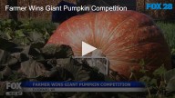 Farmer Wins Giant Pumpkin Competition