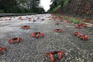 Red Crab Migration Begins on Christmas Island with an Estimated 100 Million Crabs