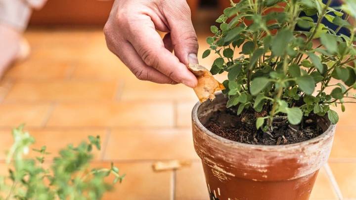 Tus plantas te lo agradecerán: el ingrediente de la cocina que hace maravillas en el jardín
