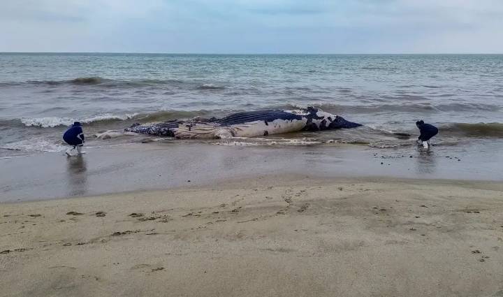 Hallan ballena jorobada muerta en Tumbes: Investigan enmallamiento con redes de pesca como causa de muerte
