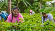 El campo sigue en deuda con las mujeres; pobreza y exclusión prevalecen en este grupo de la población