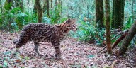 Ocelotes con longevidad récord hallados en la selva misionera desafían el conocimiento sobre los felinos americanos