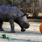 Critically endangered baby black rhino makes its debut at Cleveland zoo