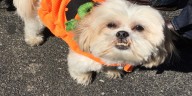 Barktoberfest fundraiser supports Hastings Animal Shelter