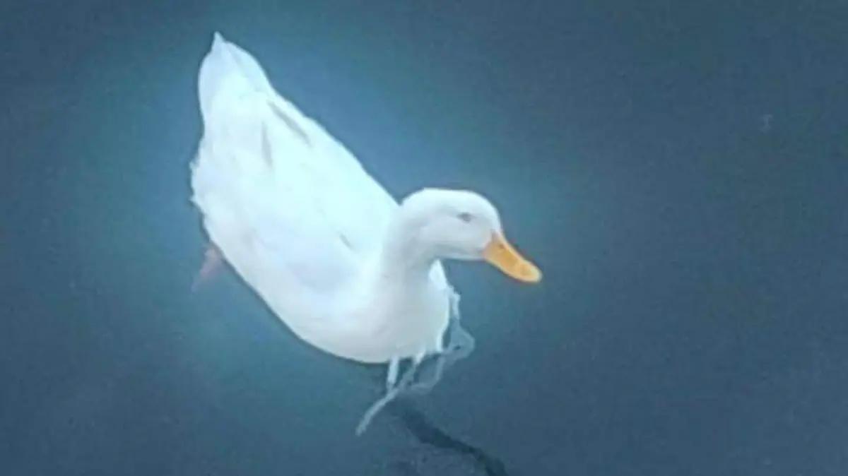Indignación en Guanajuato pato atrapado en anillos de plástico en Presa de la Olla