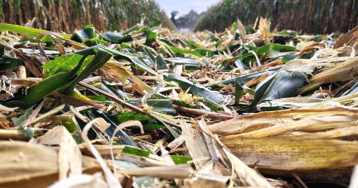 Maximizing Corn Stover: Field Cover, Feed, or Forage?