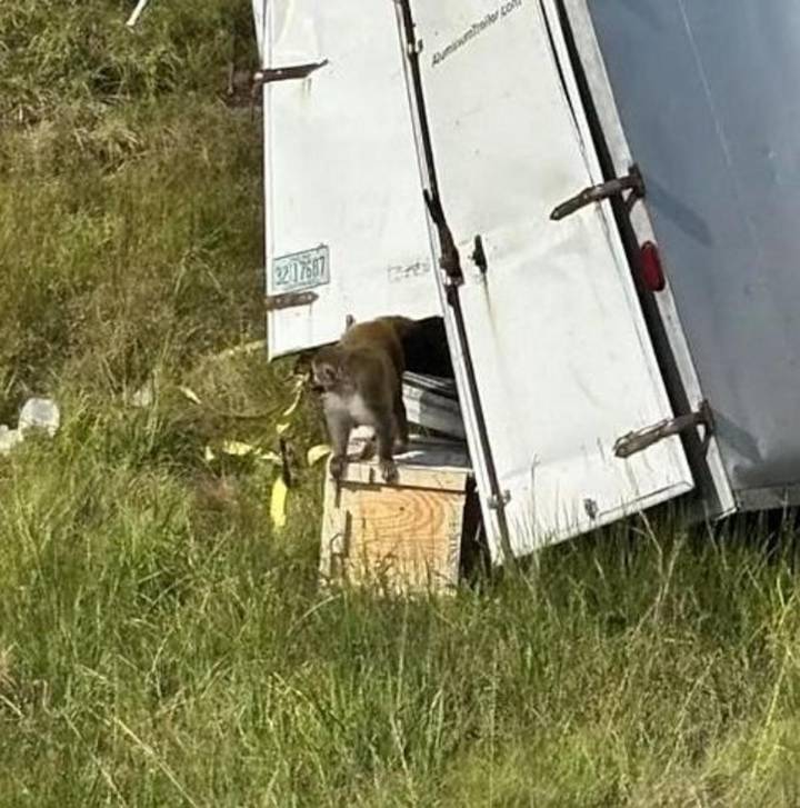 Lab Monkeys From Tulane Escape After Crash