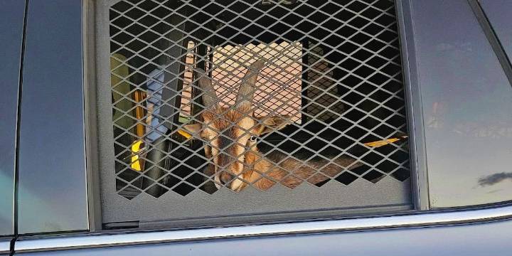 WATCH: Marana Police snare several stubborn suspects