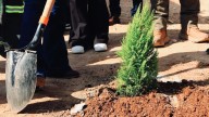 “Reforesta tu entorno”, jornada en donde se plantaron más de 35 árboles en Villa de Pozos