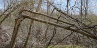 Louisiana wins Hurricane Ida price gouging case against Florida tree company