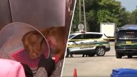 Dog found shot in Pompano Beach continues recovery as BSO searches for shooter
