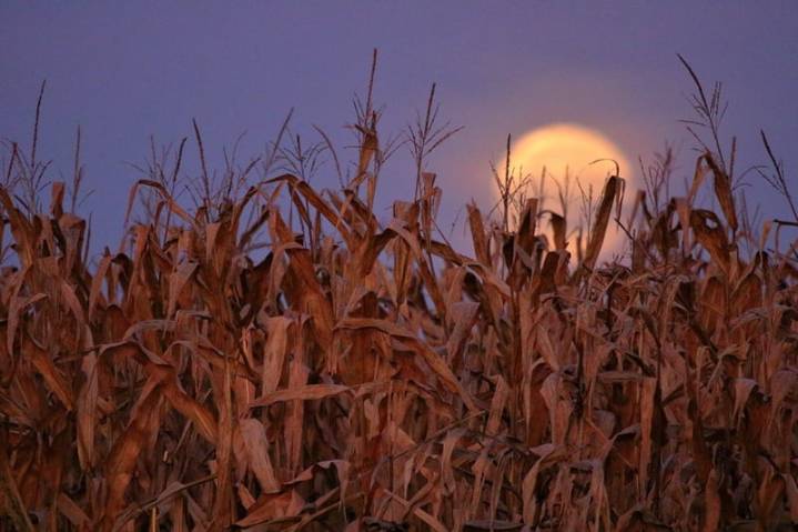 Rahway’s Festival of the Moon brings art, music, and science under one glowing centerpiece