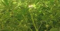 Minnesota cannabis dispensaries struggle to stock shelves as supply chain lags behind