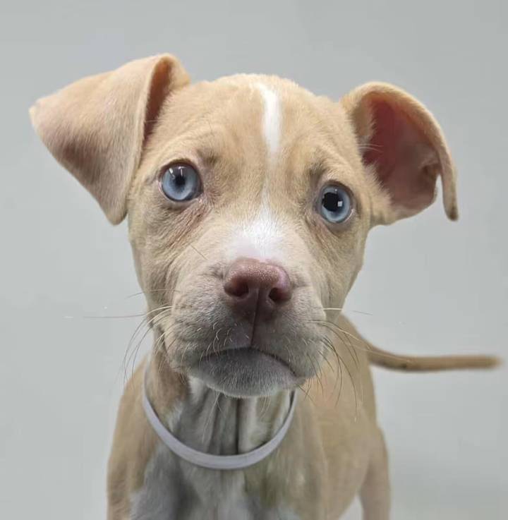 Essential weather protection for your dog this season: Adoptable Pets, Oct. 18