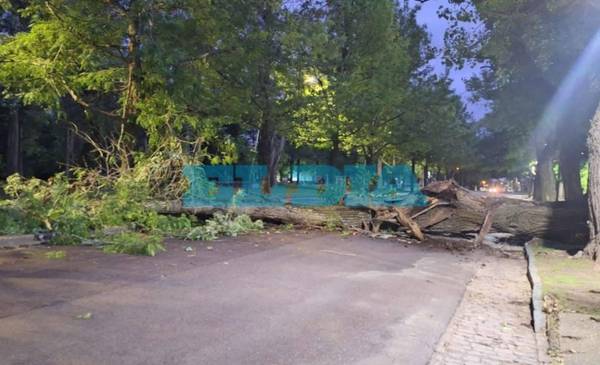 Se cayó un enorme árbol en la avenida del Bosque y llegar a Berisso y Ensenada es un caos