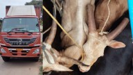 25 heads of cattle being transported illegally rescued in Madhugiri