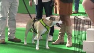 Mulligan's Mutt Madness in Louisville helps find home for shelter dogs