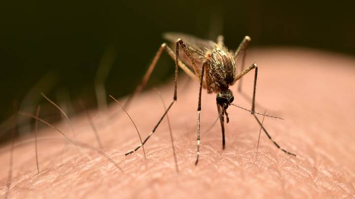 First locally acquired chikungunya virus case confirmed in US since 2019
