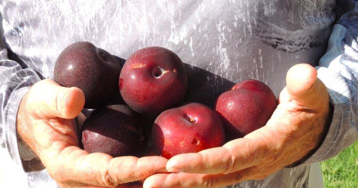 Desert Gardener: Plant a plum tree for tasty fruit