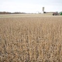 Arde la interna del agro: los productores venden a cuentagotas y pujan por el precio con los exportadores