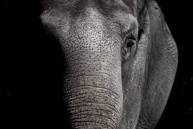 Electrocution Whiff In Second Tusker Death In One Month In Odisha’s Deogarh